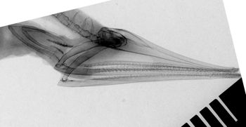Media type: image;   Ichthyology 165900 Aspect: rostrum,description